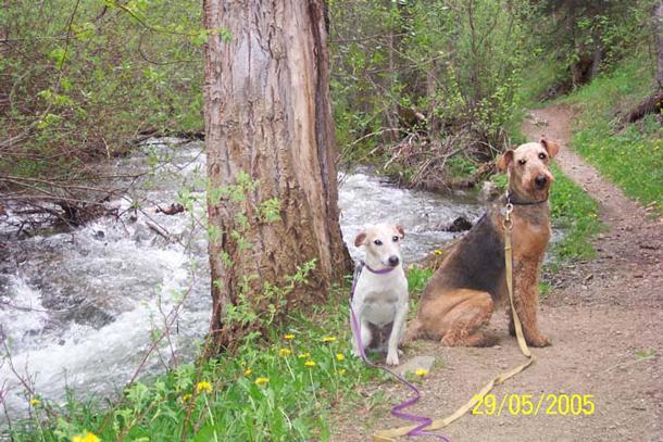 A study in Virginia found that 42% of controllable bacteria in a local river came from dog waste. (Photo: U.S. Forest Service)
